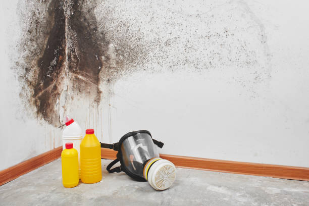 Best Post-Flood Mold Remediation in Croom, MD